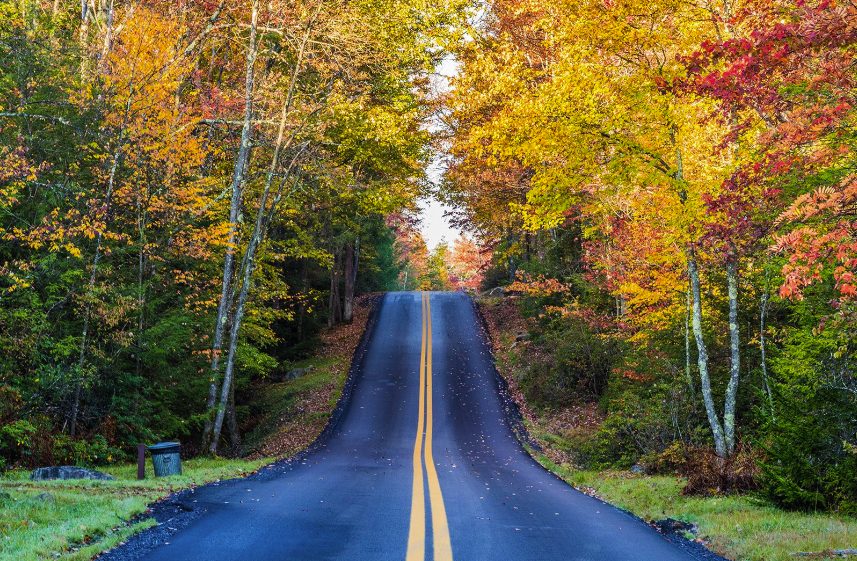 Tree-lined autumn road