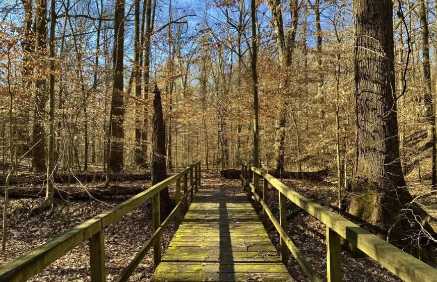 Wooden boardwalk through the forest