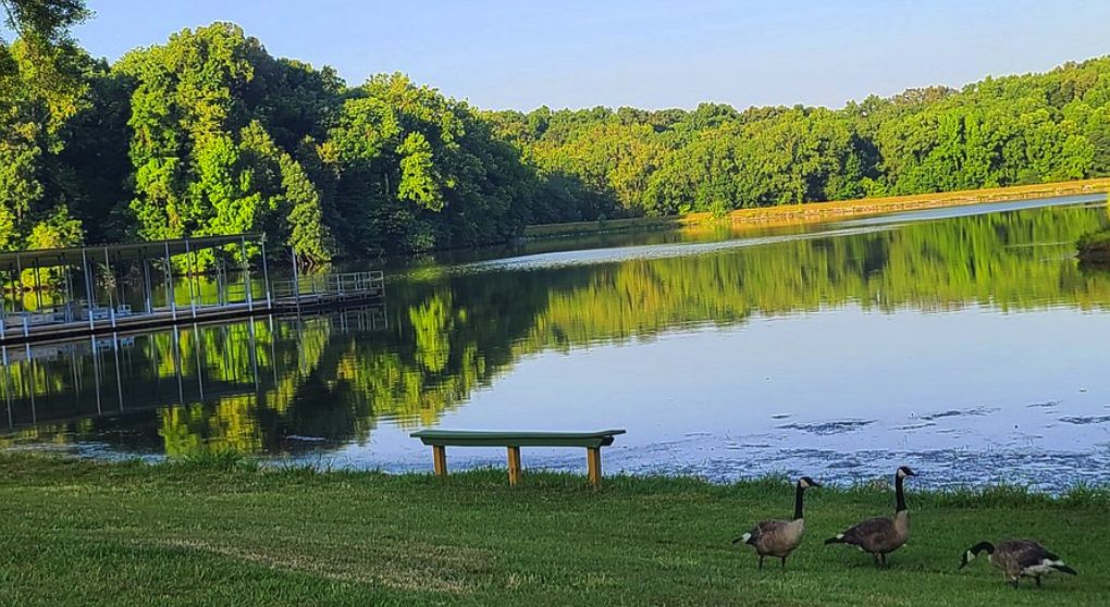 Lakeside park with geese