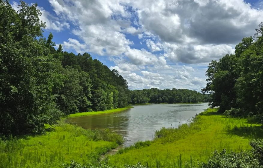 River view surrounded by trees